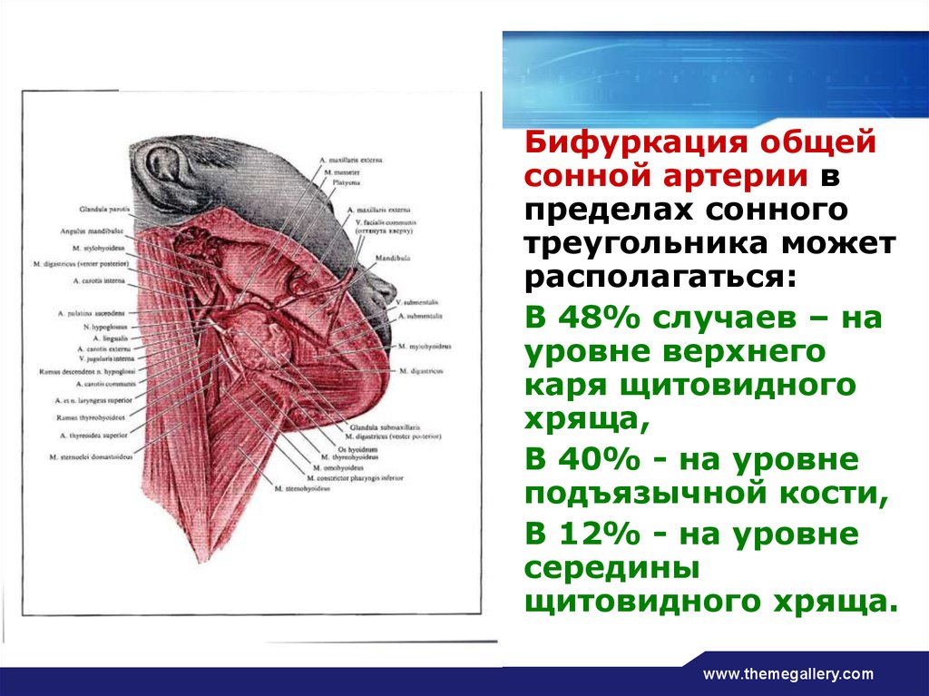 Уздг сосудов головы и шеи фото