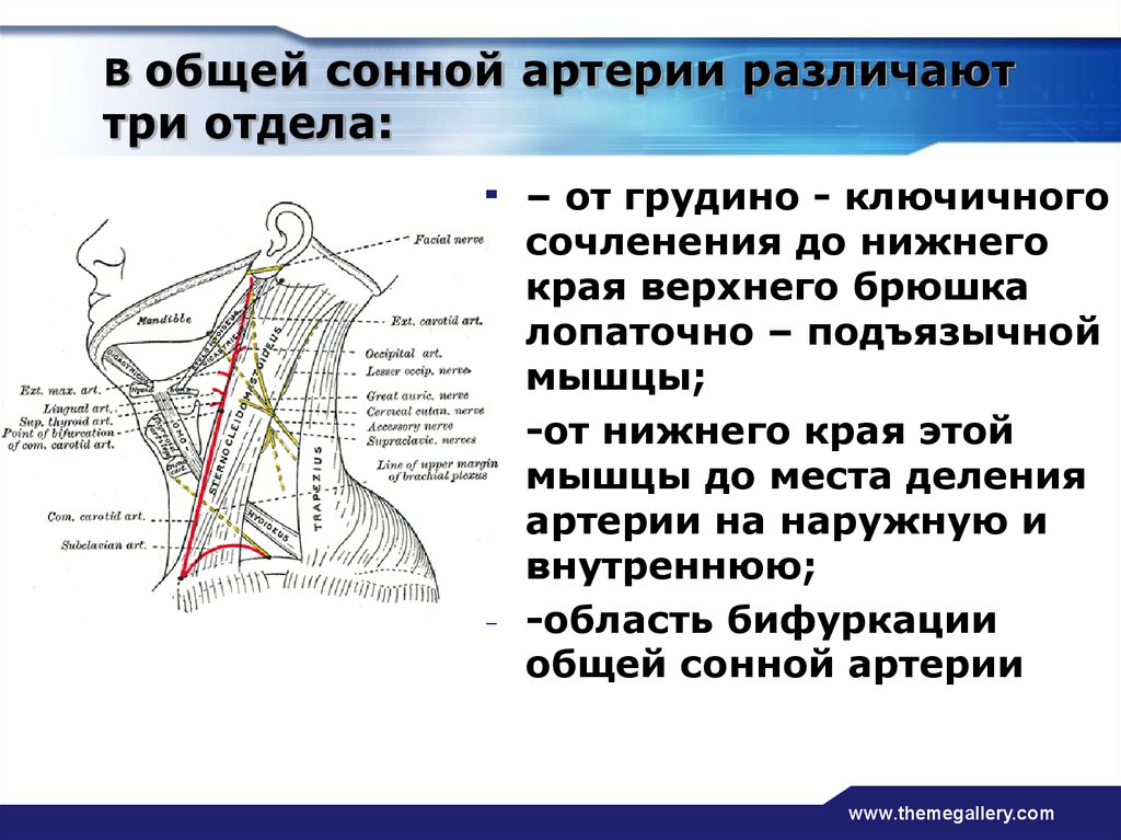 Где находится общая сонная артерия. Уровни деления общей сонной артерии. Сонный треугольник шеи топографическая анатомия. Анатомические ориентиры общей сонной артерии. Проекция общей сонной артерии.