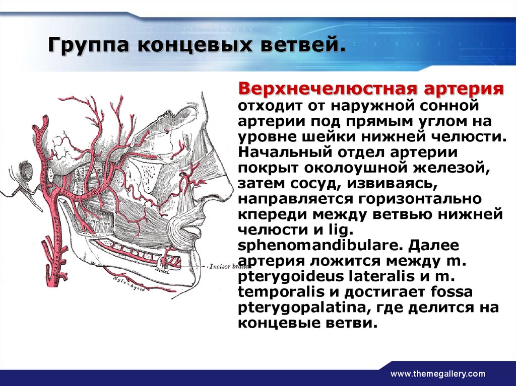 Верхнечелюстная артерия схема