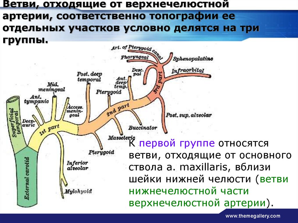 Верхнечелюстная артерия презентация