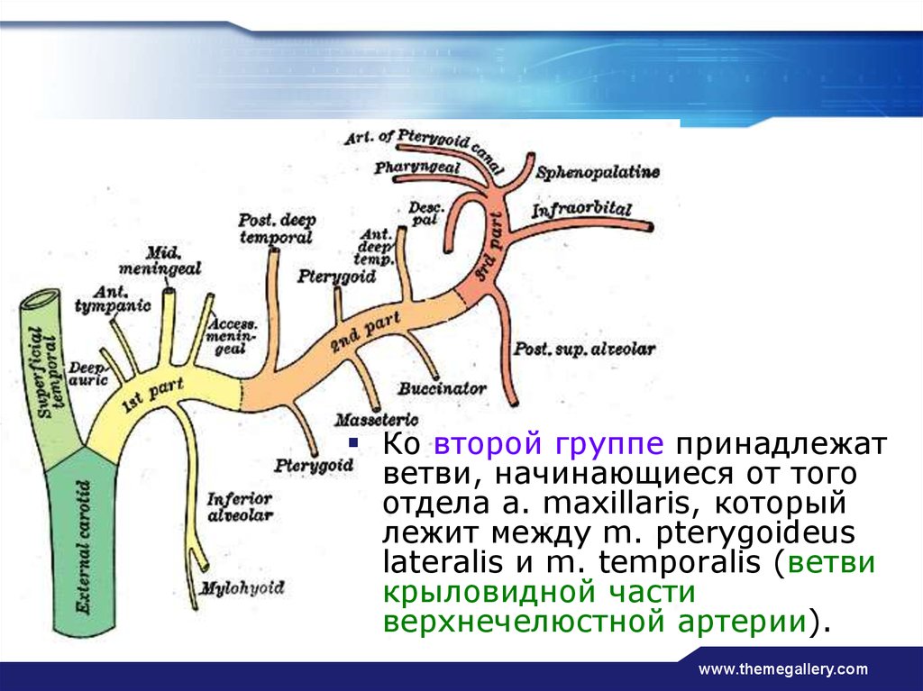 Arteria maxillaris схема