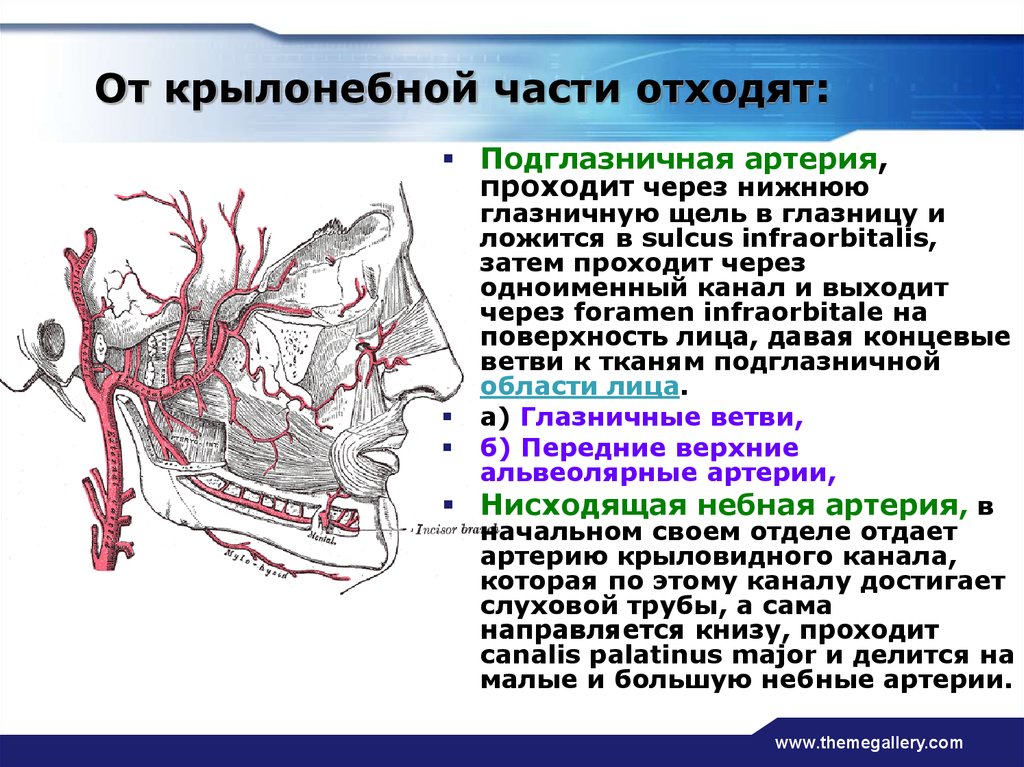 Отделы верхнечелюстной артерии