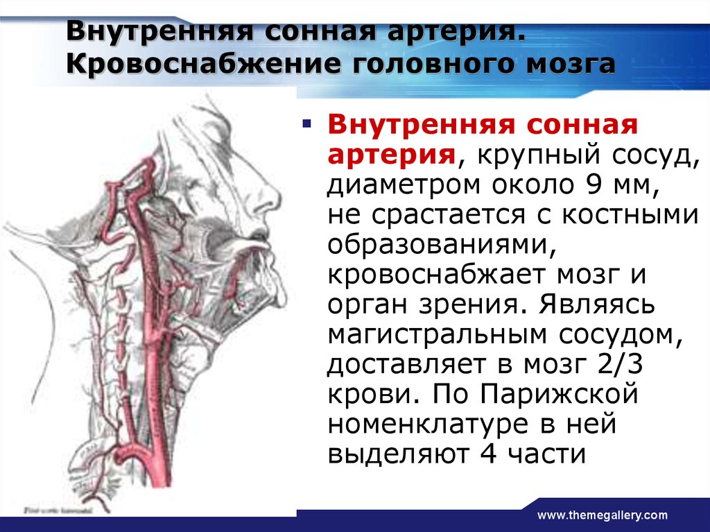 Внутренняя сонная артерия топография