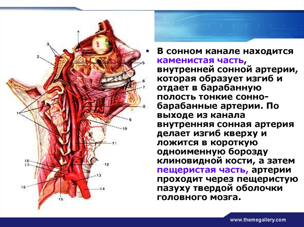 Внутренняя сонная. Пещеристая часть внутренней сонной артерии. Внутренняя Сонная артерия в сонном канале. Сегменты внутренних сонных артерий шеи. Внутренняя Сонная артерия входит в полость черепа.