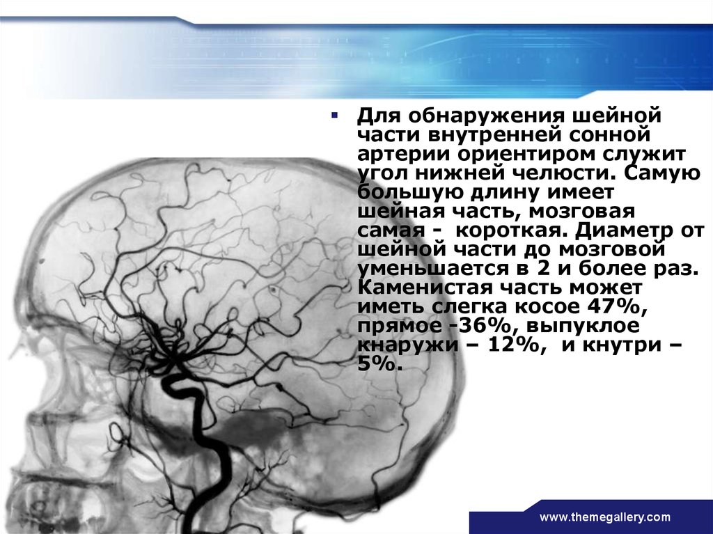 Артерии головы и шеи презентация