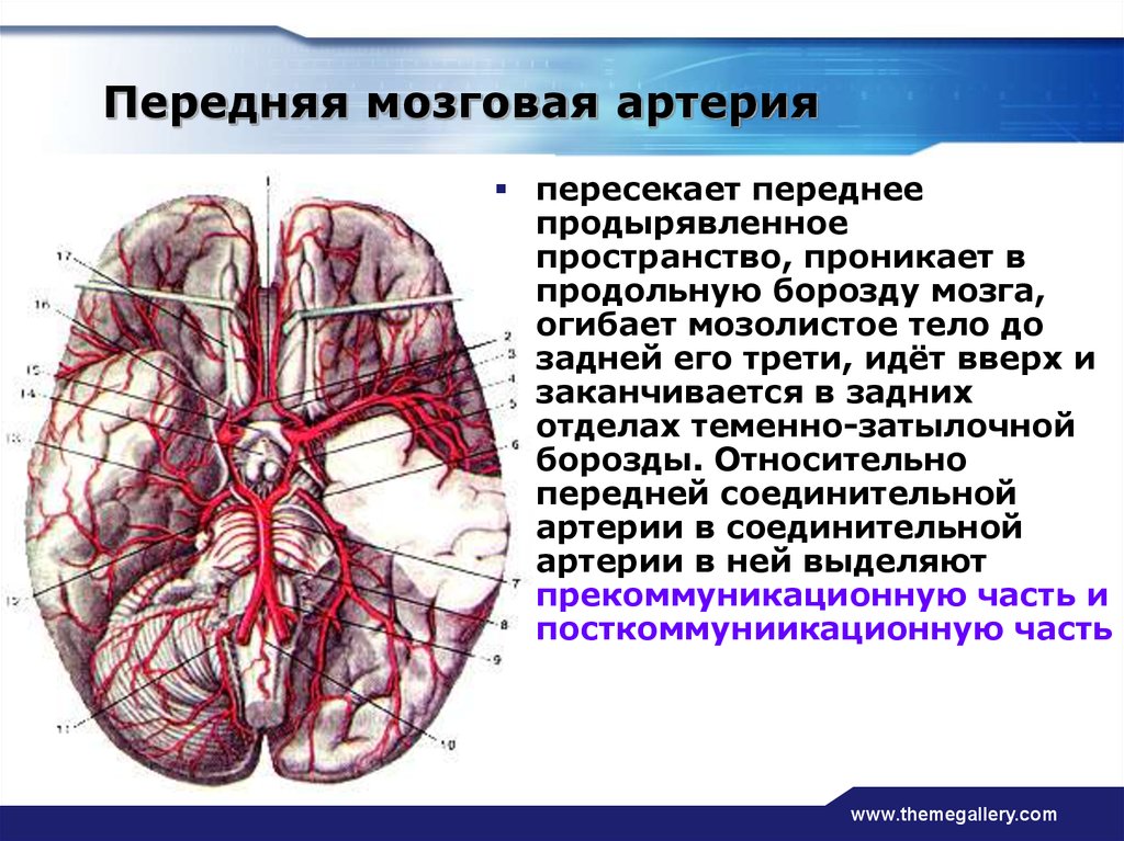 Артерии среднего мозга. Островковая часть средней мозговой артерии. Область кровоснабжения задней мозговой артерии. Ветви средней мозговой артерии. Передняя мозговая артерия.