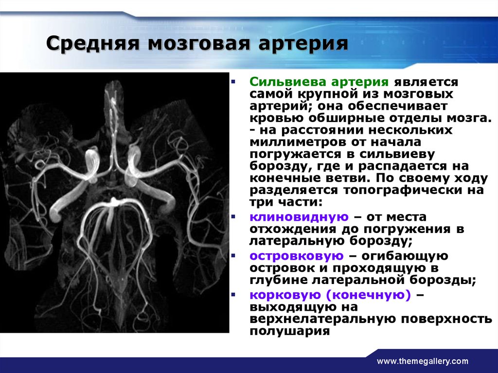 Соединительные артерии головного мозга