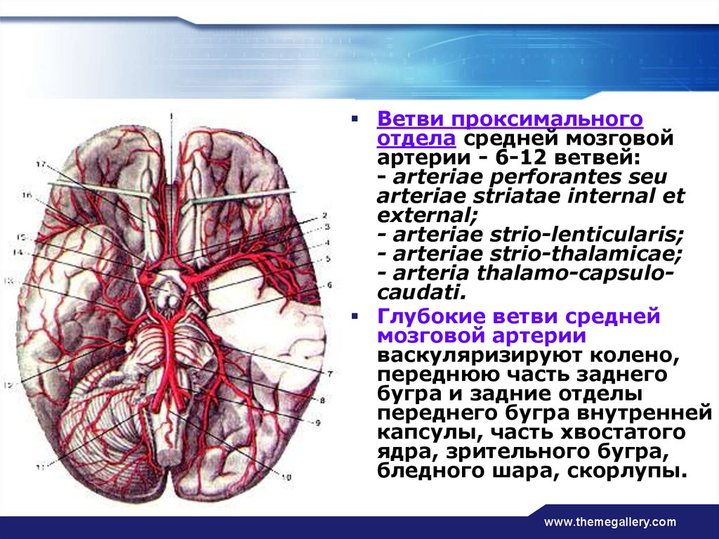 Артерии задних сегментов. P1 сегмент задней мозговой артерии. Задняя мозговая артерия анатомия. Задняя мозговая артерия кровоснабжает. Правая средняя мозговая артерия кровоснабжает.