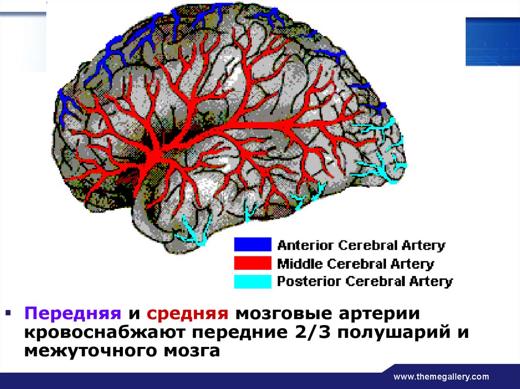 Артерии среднего мозга. Бассейн кровоснабжения средней мозговой артерии. Средняя мозговая артерия кровоснабжает. Передняя мозговая артерия кровоснабжает. Передняя и средняя мозговые артерии.