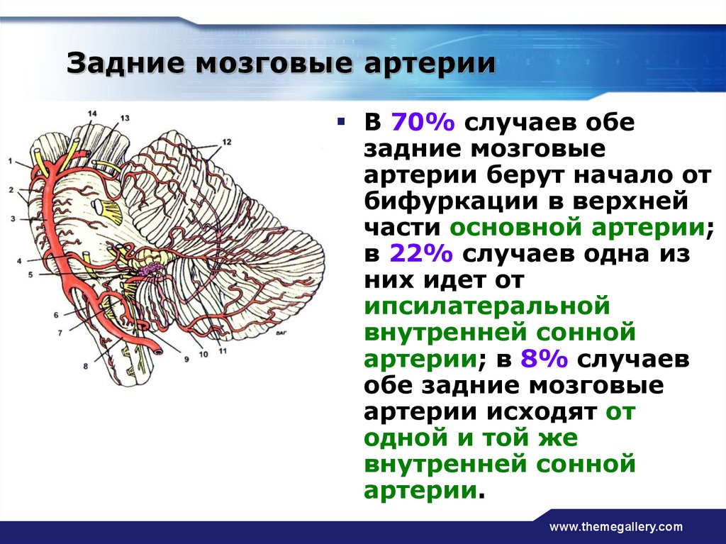 Мозговая лосево. Задняя мозговая артерия. Левая задняя мозговая артерия. Щадняя сознрвая аррермя. Задние мозговые артерии кровоснабжают.