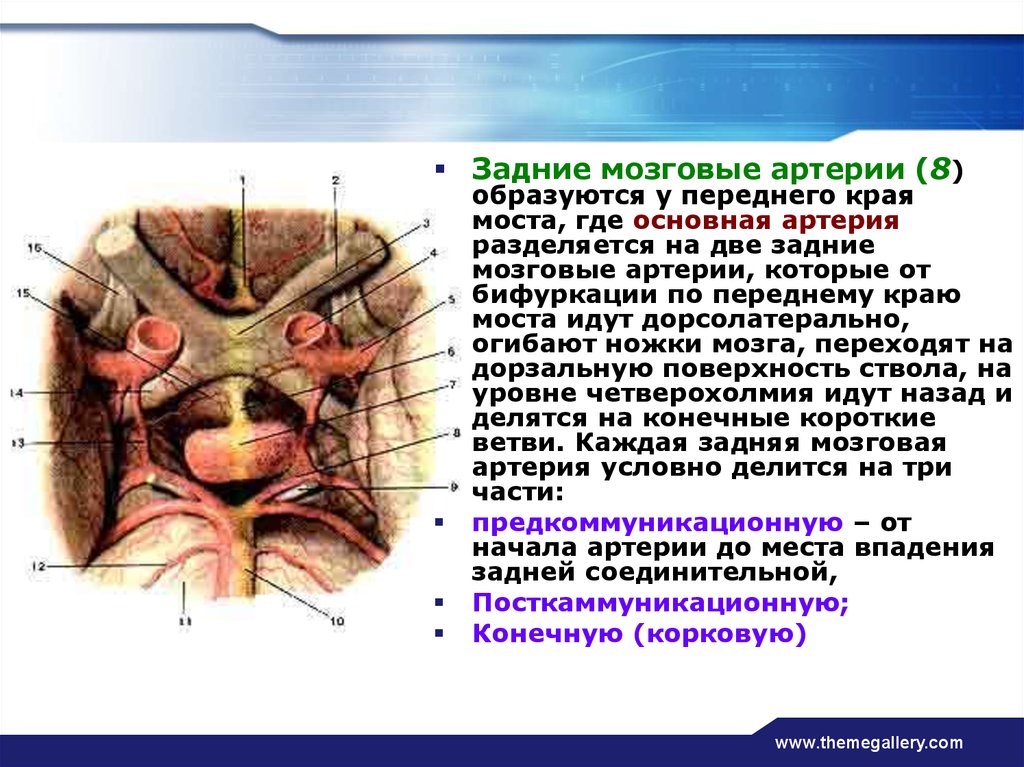 Задняя мозговая. Задняя мозговая артерия. Щадняя сознрвая аррермя. Ветви задней мозговой артерии. Левая задняя мозговая артерия.