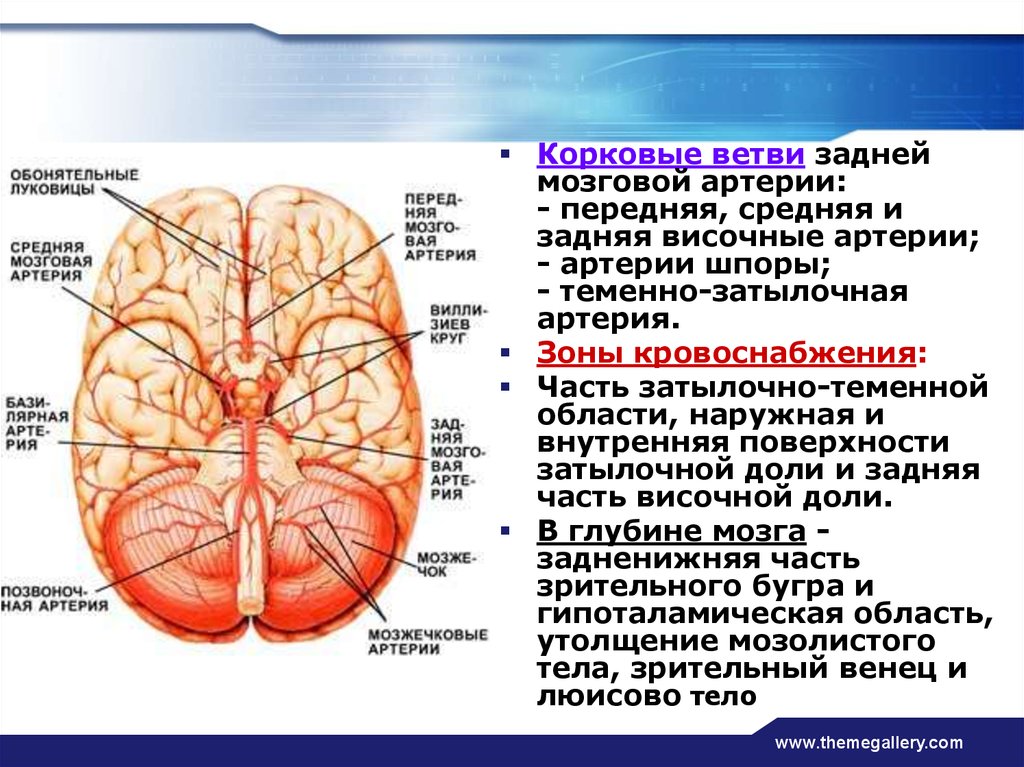 Мозговые артерии головного мозга. Кровоснабжение затылочной доли схема. Передняя задняя и с рдняя мозговын ртерии кровоснабжение. Зона кровоснабжения задней мозговой артерии. Зоны кровотока головного мозга.