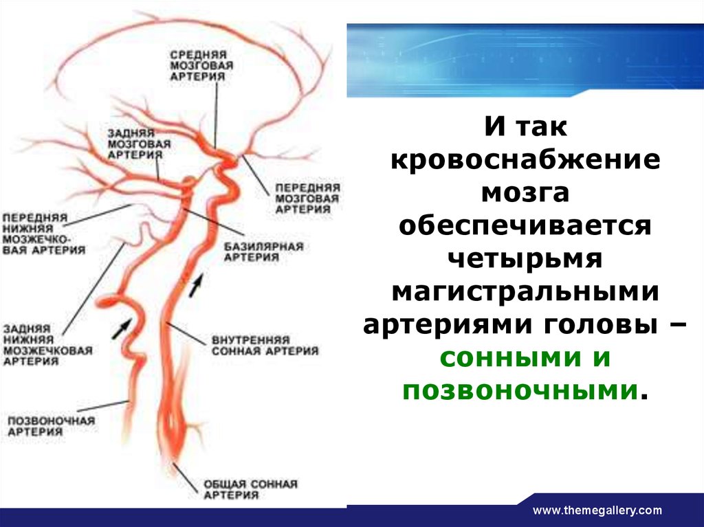 Магистральные сосуды. Артерии головы и шеи презентация. Области кровоснабжения внутренней сонной артерии. Кровоснабжение глотки осуществляется из артерий. Основные источники кровоснабжения глотки.