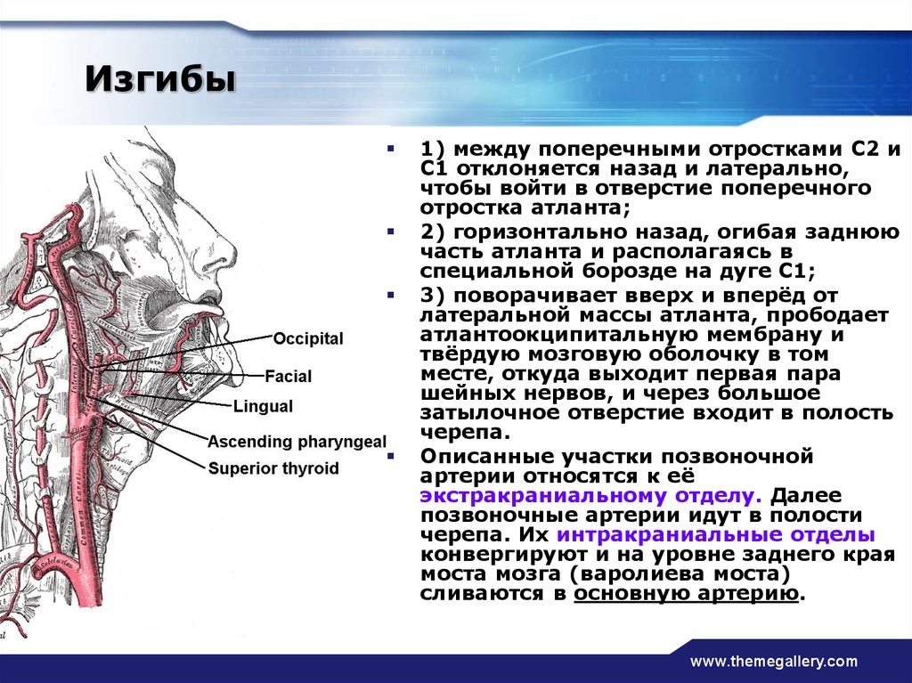 Кровоснабжение шеи