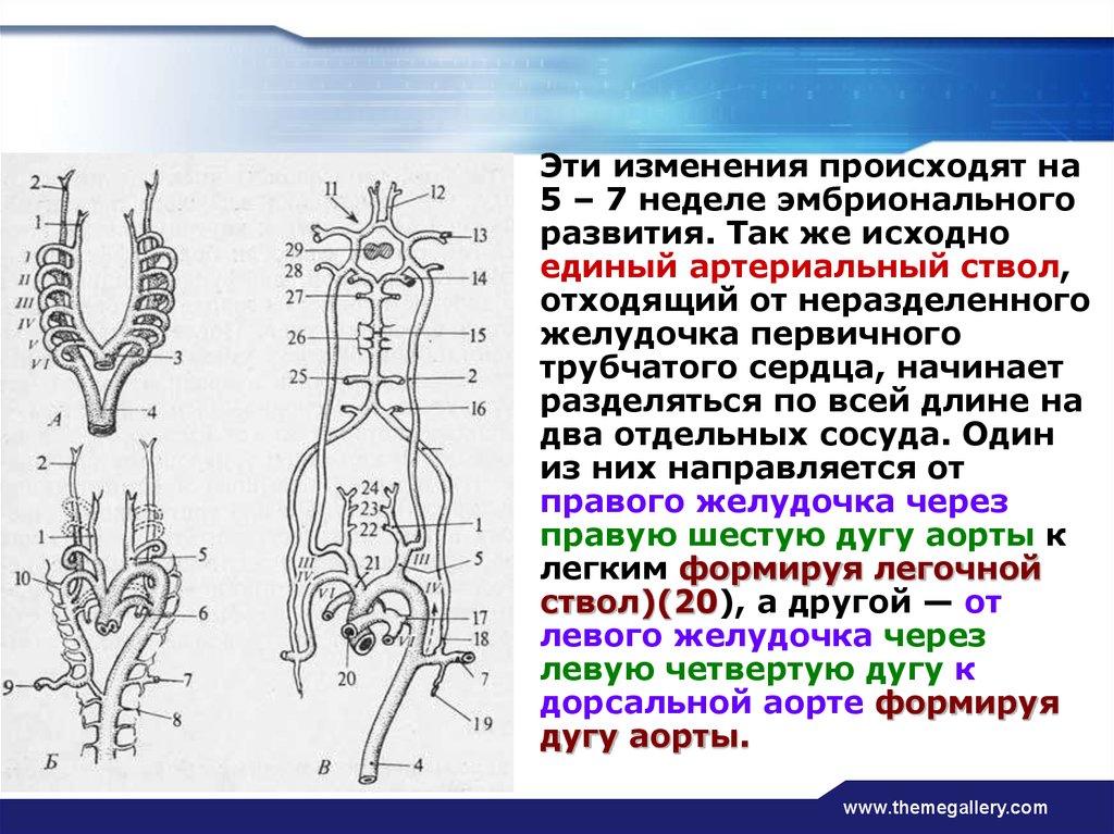 Трубчатые сосуды. Сосуд Митчерлиха. Сосуды шеи барана. Тестикулярные сосуды собак.