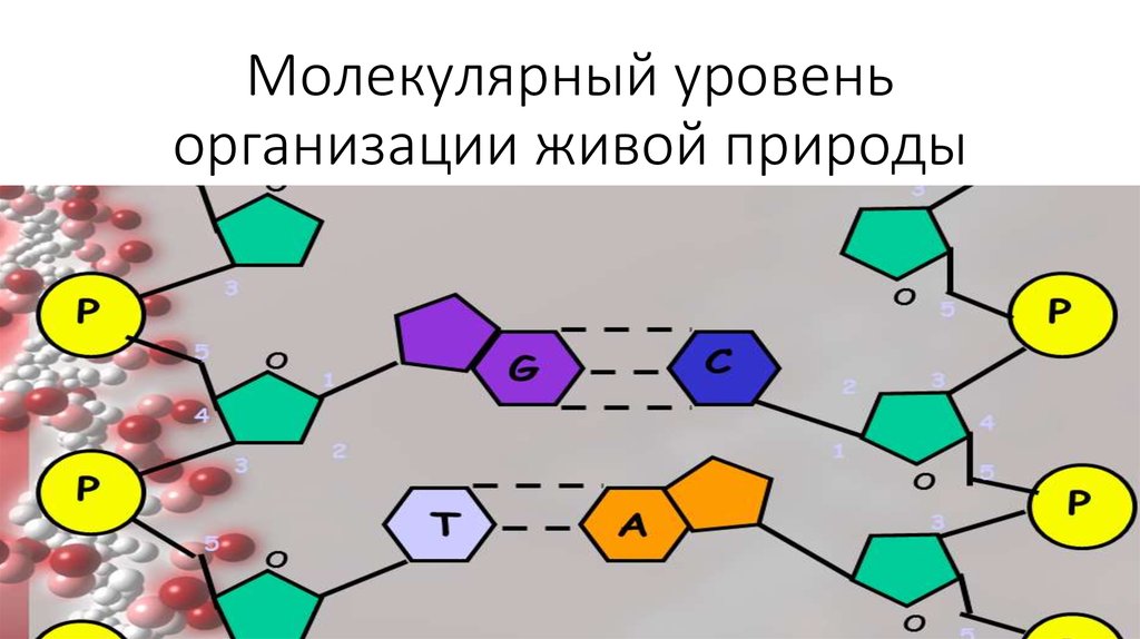 Молекулярный уровень организации природы