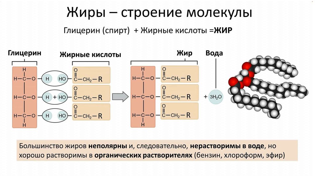 Молекулярный уровень организации