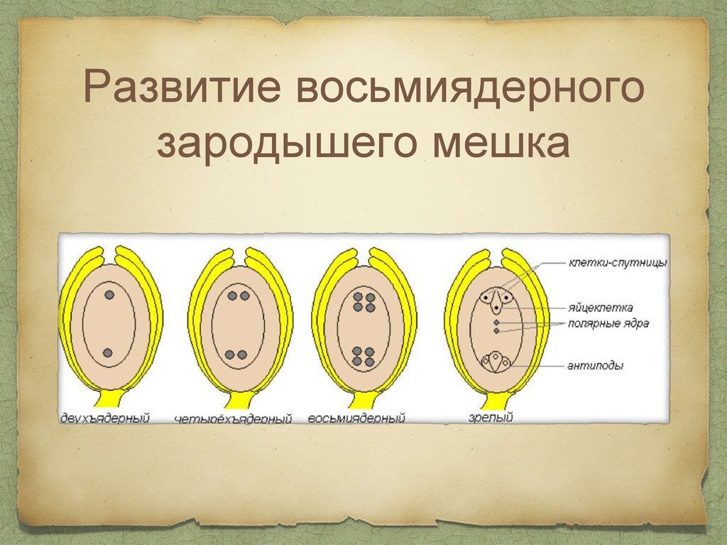 Хромосомный набор восьмиядерного зародышевого мешка. Развитие зародышего мешка. Образование восьмиядерного зародышевого мешка. Восьмиядерный зародышевый мешок. Этапы оплодотворения.