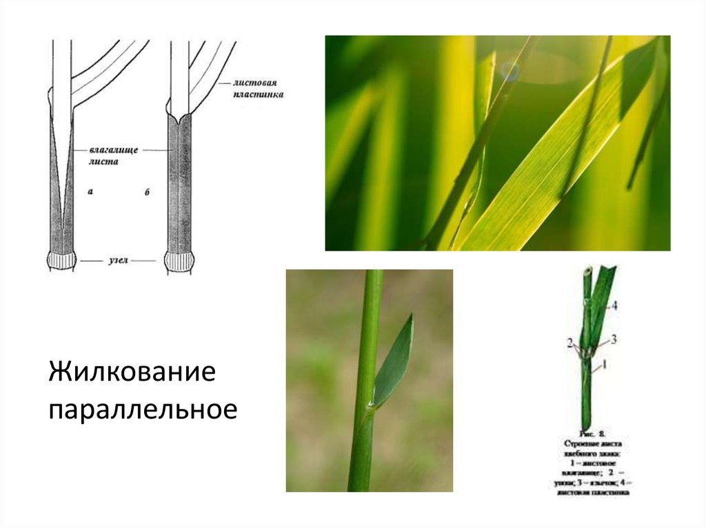 Стебель пшеницы