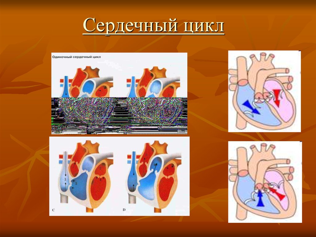 Сердечный цикл картинка