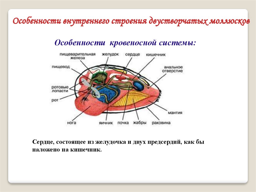 Схема двухстворчатых. Внутреннее строение двустворчатых. Внутреннее и наружное строение двустворчатых. Внутреннее строение двустворчатых моллюсков. Класс двустворчатые внутреннее строение.