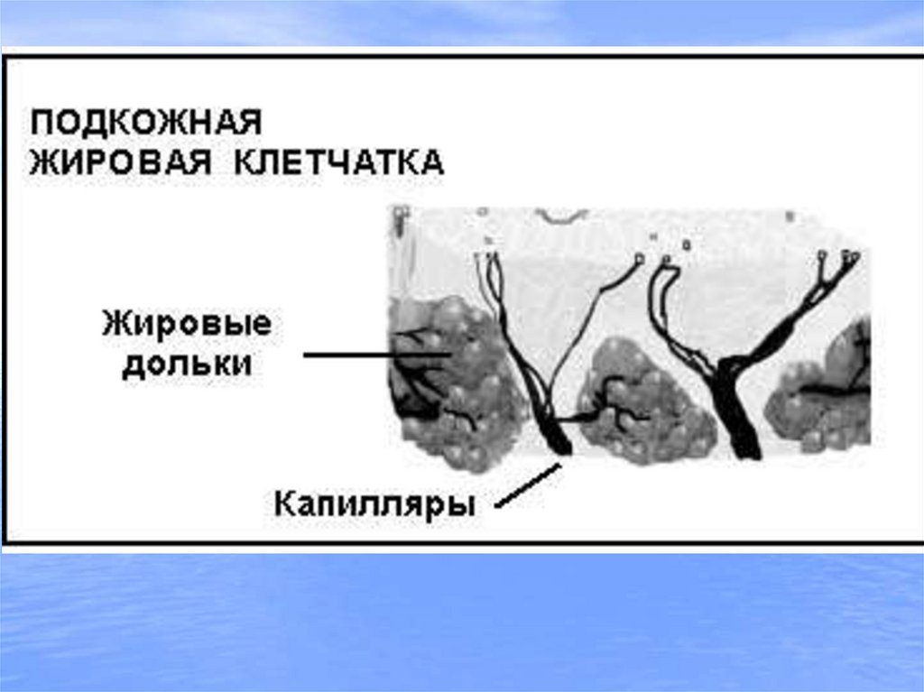 Подкожно жировая клетчатка это. Подкожно жировая клетчатка рисунок. Гиподерма рисунок. Расположение подкожно жировой клетчатки.