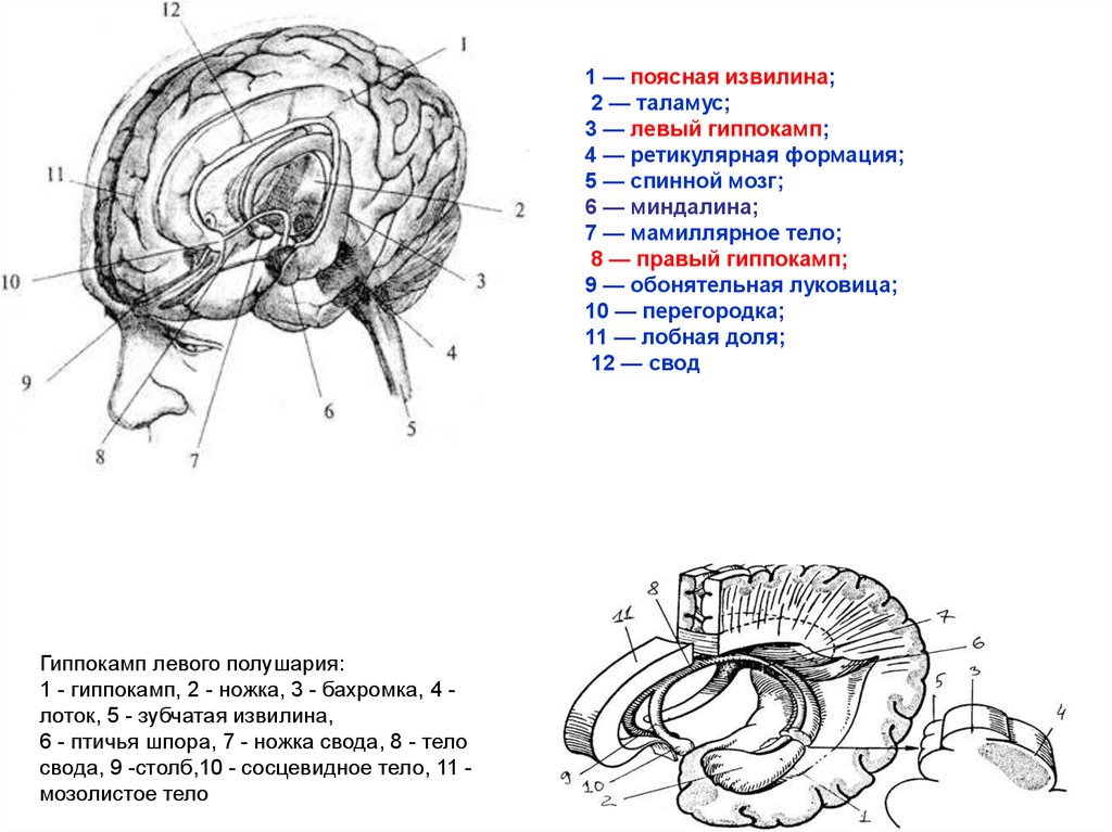 Головной мозг сплетение у новорожденных