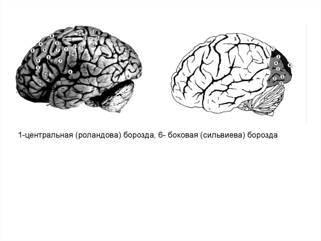 Сильвиева борозда. Роландова борозда. Центральная (роландова) борозда разделяет:. Роландова борозда и сильвиева борозда.