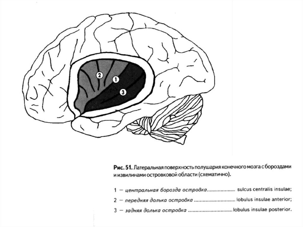 Мозги конечно. Борозды и извилины островка. Латеральная борозда мозга. Борозды и извилины островковой доли. Центральная и латеральная борозда мозга.