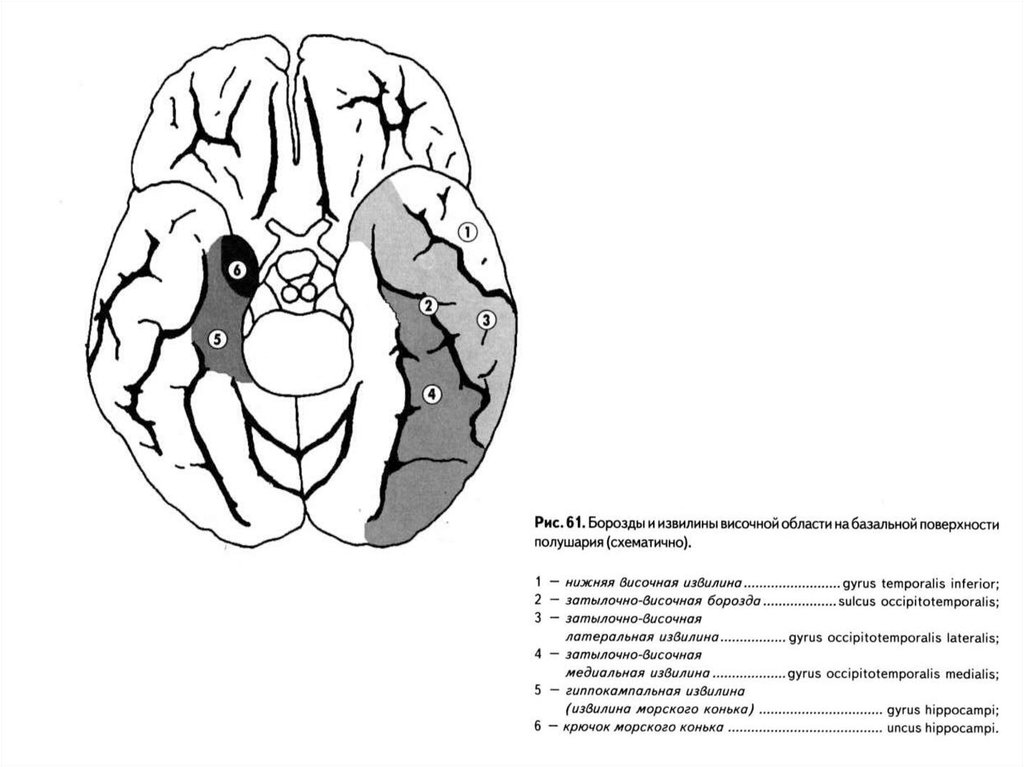 Височной извилины. Затылочно височная борозда. Медиальная затылочно височная извилина. Борозды и извилины нижней поверхности. Борозды и извилины височной доли.