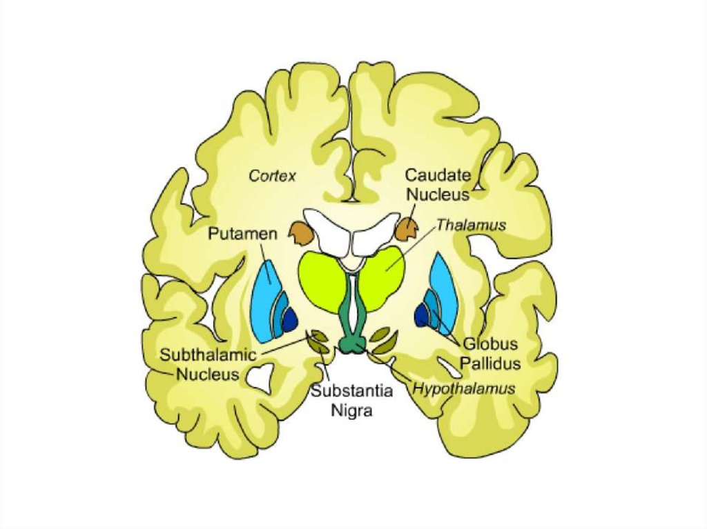 Базальные ганглии мозга. Базальные ганглии головного мозга анатомия. Базальные ганглии конечного мозга. Схема расположения базальных ганглиев. Конечный мозг базальные ганглии строение.