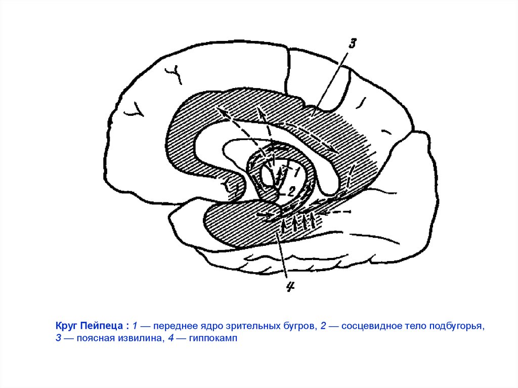 Мозг круг. Круг Пейпеца лимбическая система. Круг Пейпеца структуры. Круг Пейпеца физиология. Круг Пейпеса (по Лурия и Анохину).