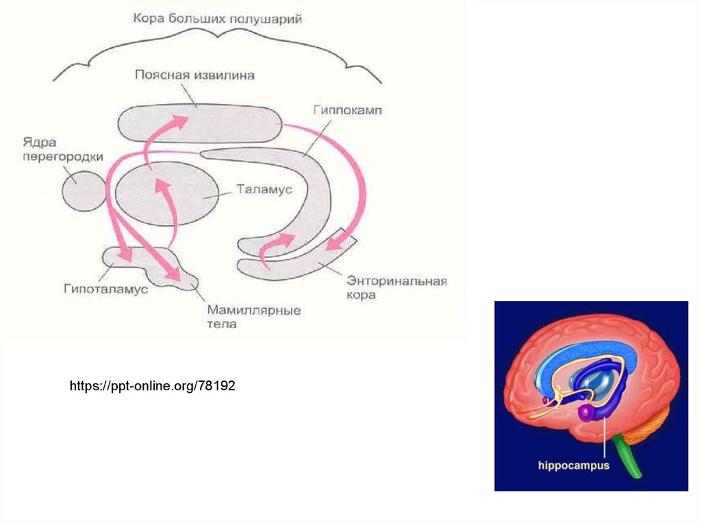 Извилина гиппокампа. Гипоталамус таламус гиппокамп. Гипоталамус и гиппокамп разница. Гиппокамп это парная структура.