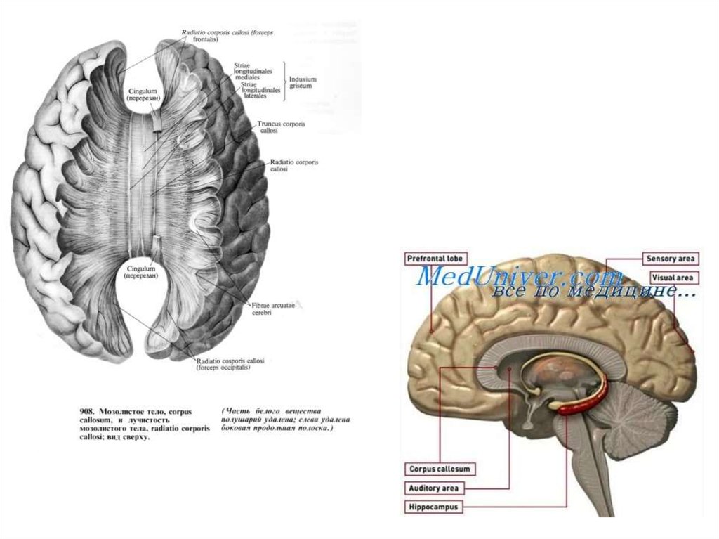 Полушарие большого мозга мозолистое тело. Анатомия мозолистого тела головного мозга. Вентральные отделы мозолистого тела. Строение и функции мозолистого тела головного мозга. Мозолистое тело и большие полушария.