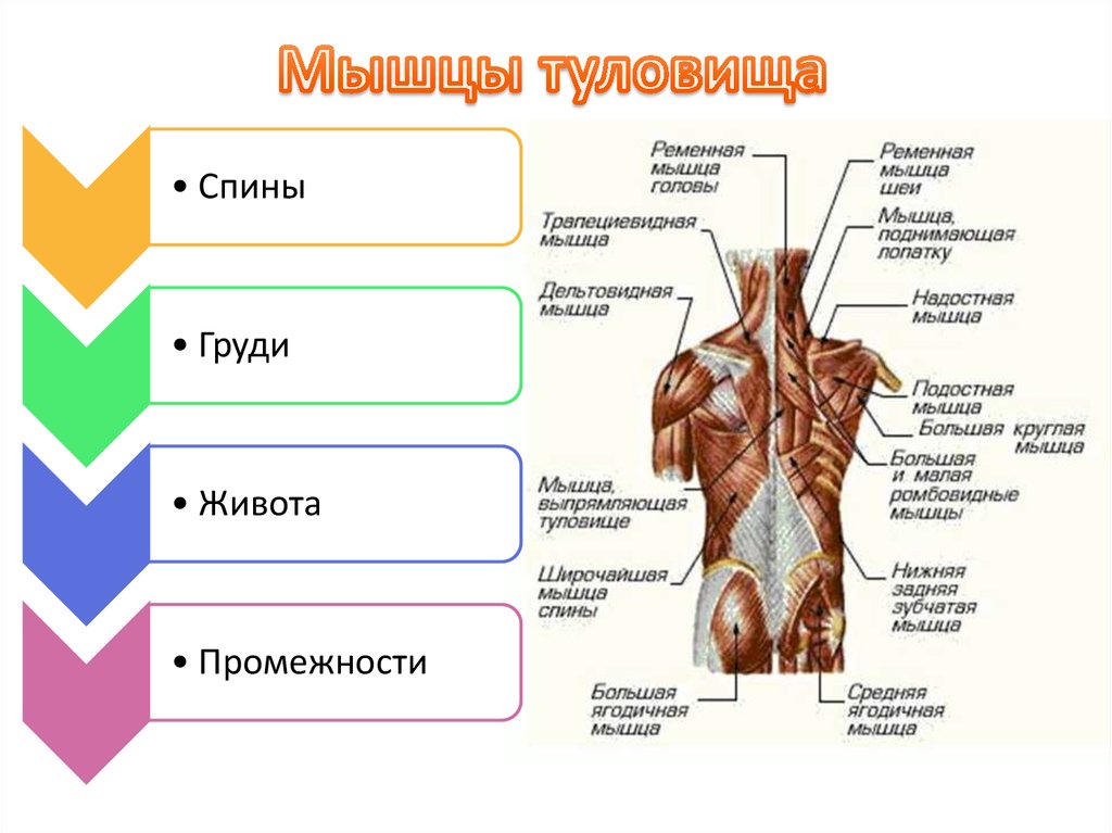 5 мышц туловища. Мышцы туловища. Мышцы туловища спины. Мышцы туловища схема. Мышцы туловища человека сзади.