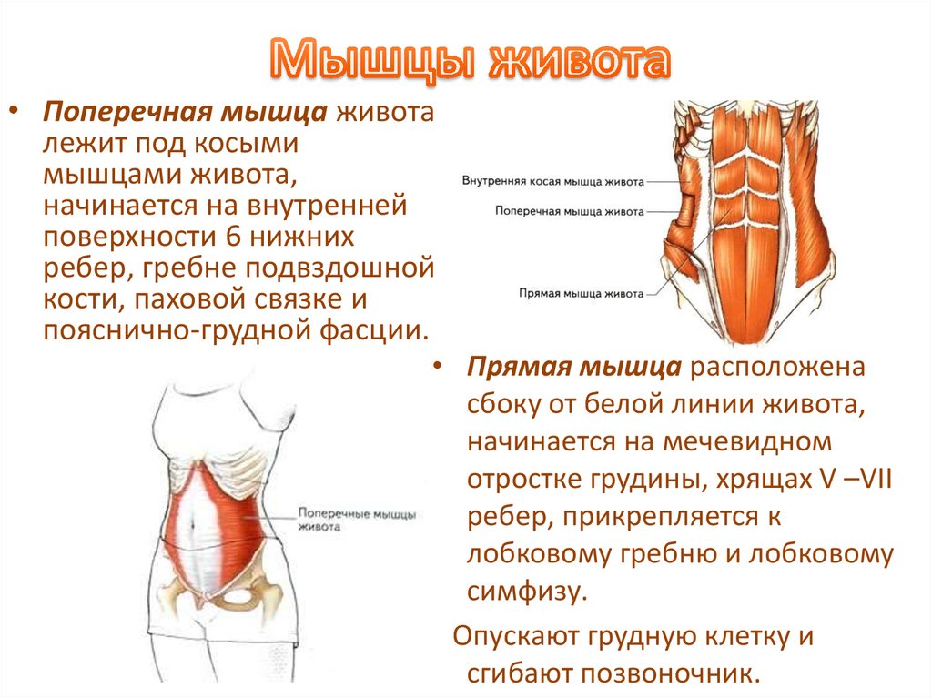Поперечная мышца живота. Поперечная мышца живота анатомия. Функции прямой мышцы живота анатомия. Боковая мышца живота функции. Укрепление прямой мышцы живота упражнения.