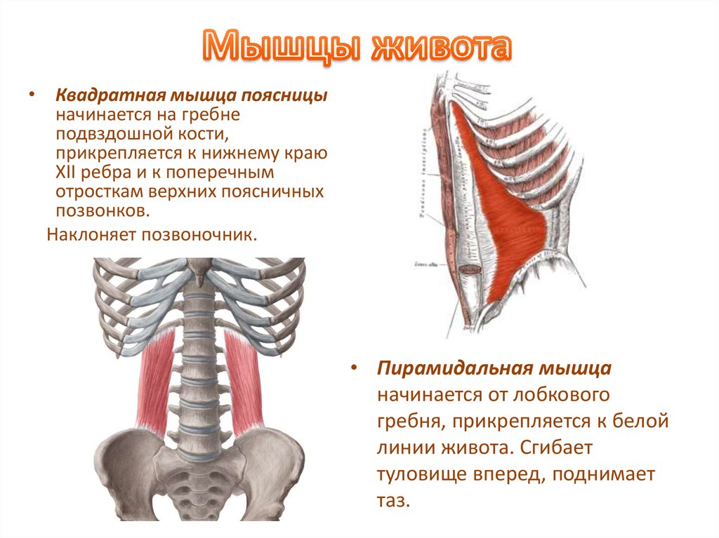 Прямая мышца где. Задняя группа мышц живота. Мышцы живота пирамидальная мышца. Квадратная мышца поясницы функции. Пирамидальная мышцы живота анатомия и функции.