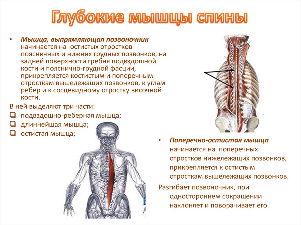 Глубокие мышцы спины