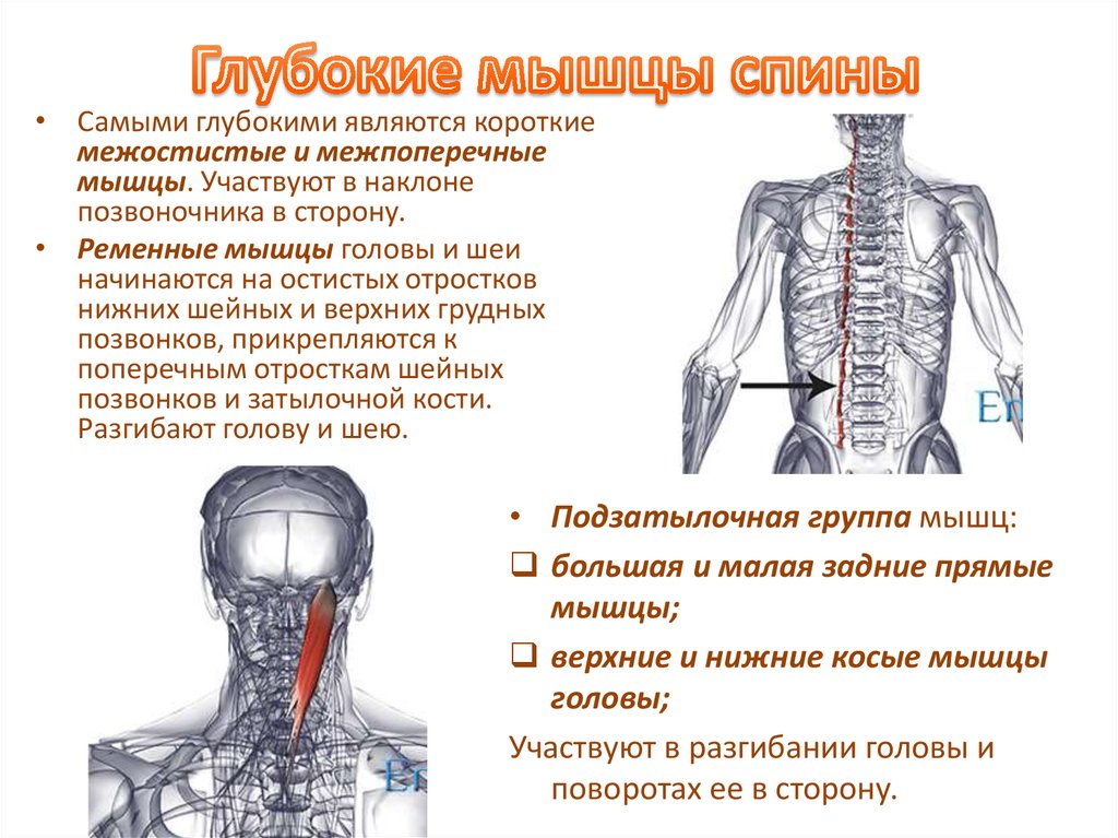 Функции поверхностных мышц спины