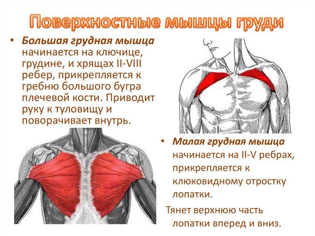 Удаление грудной мышцы. Малая грудная мышца вид сбоку. Анатомия мужской грудной клетки мышцы. Поверхностные мышцы груди. Мышцы груди анатомия.