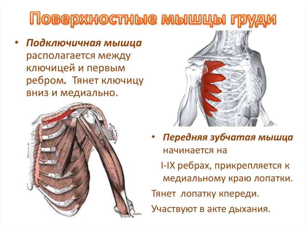 Малая грудная мышца фото анатомия