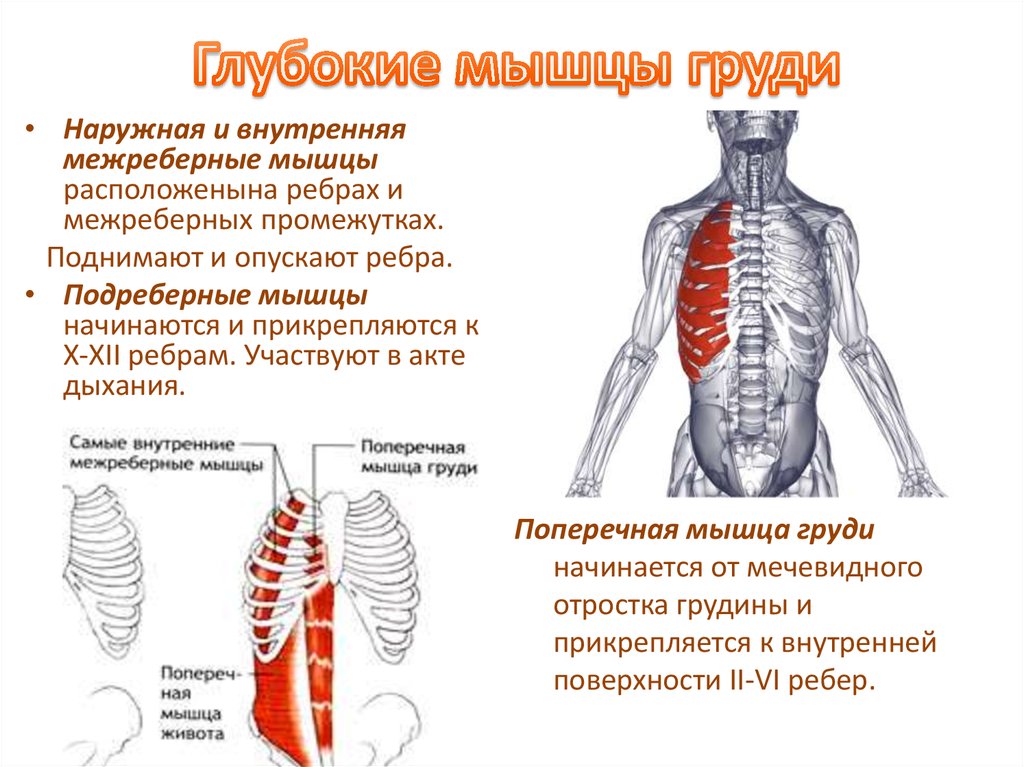 Как отличить межреберную. Глубокие собственные мышцы груди. Глубокие мышцы грудины. Наружные и внутренние межреберные мышцы. Мышцы груди поверхностные и глубокие.