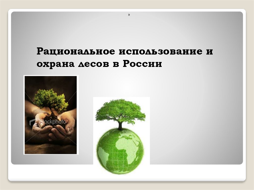 Рациональное использование и охрана лесов в России