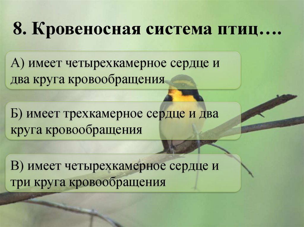 Какие приспособления к полету характерны для птиц