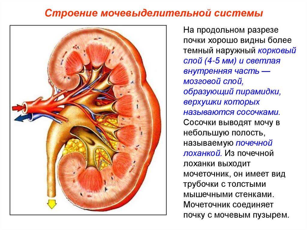 Функция мочевых органов. Почки мочевыделительная система анатомия. Анатомия мочевыделительной системы строение почки. Выделительная система строение и функции почек. Выделительная система почки корковый слой.