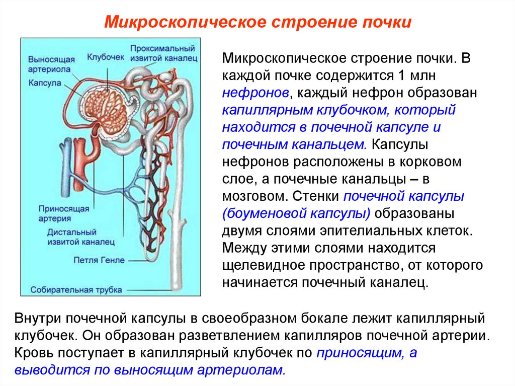 От каждой почки отходит. Функция капсулы нефрона почки. Микроскопическое строение почки. Строение капсулы нефрона человека. Капиллярный клубочек нефрона и почечная капсула.