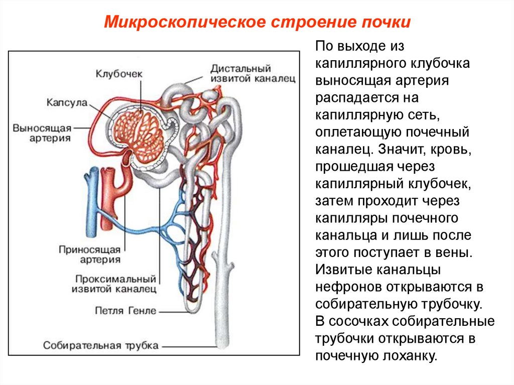 Функция почечной артерии. Строение нефрона почки анатомия. Мочевыделительная система человека строение нефрона. Выделительная система строение нефрона. Строение почки почечный каналец.