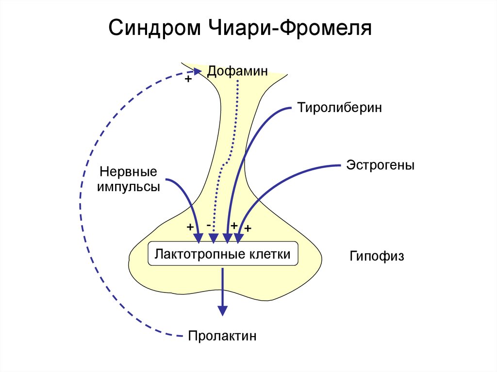 Нарушение гипофиза. Пролактин гипофиз. Дофамин и пролактин. Влияние дофамина на пролактин.