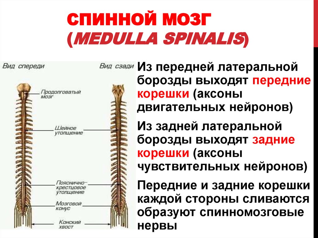 Латеральные борозды спинного мозга