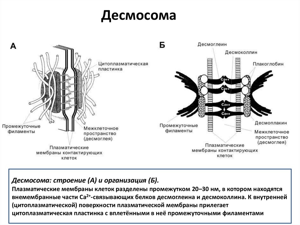 Схемы строения межклеточных контактов разных типов. Строение десмосомы гистология. Схема строения межклеточных контактов. Десмосомы гистология Электронограмма. Точечная десмосома строение.